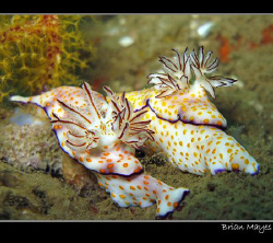 A couple of Risbecia pulchella proudly displaying their g... by Brian Mayes 